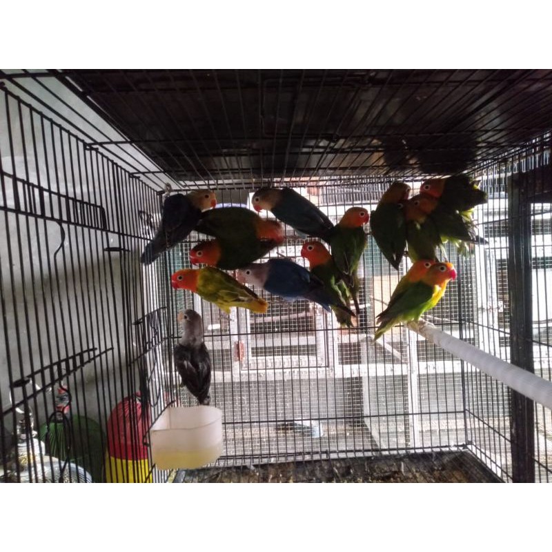 Lovebird Biola / Lb / Lovbird Bio / Lakbet