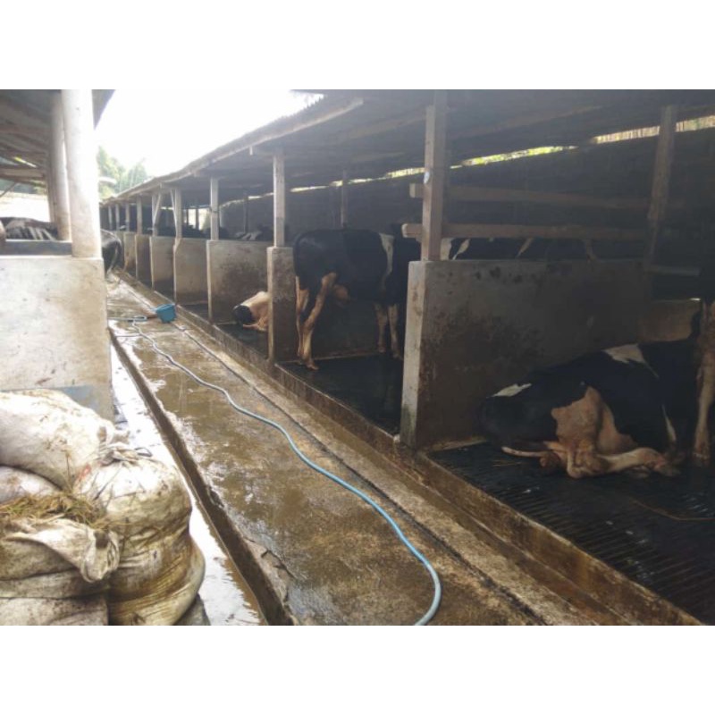 Karpet Karet Alas Sapi Tebal 12mm