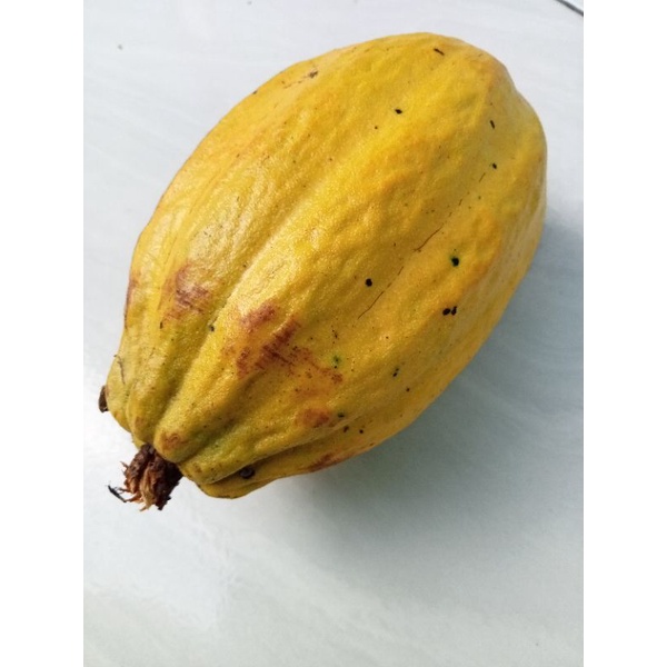 

coklat / buah kakao