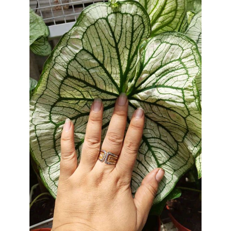 Tanaman hias Caladium/keladi hias IM Lay Thailand