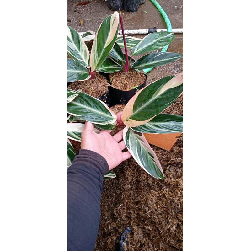 tanaman hias calathea tri color/ meranti bali