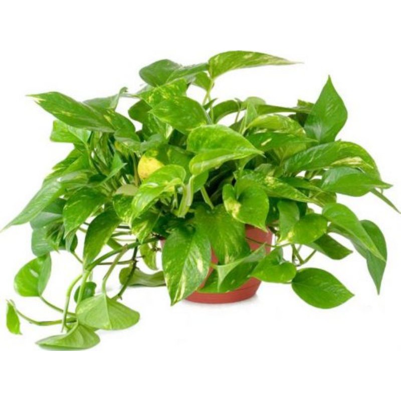 

Sirih gading Variegata - Golden Pothos