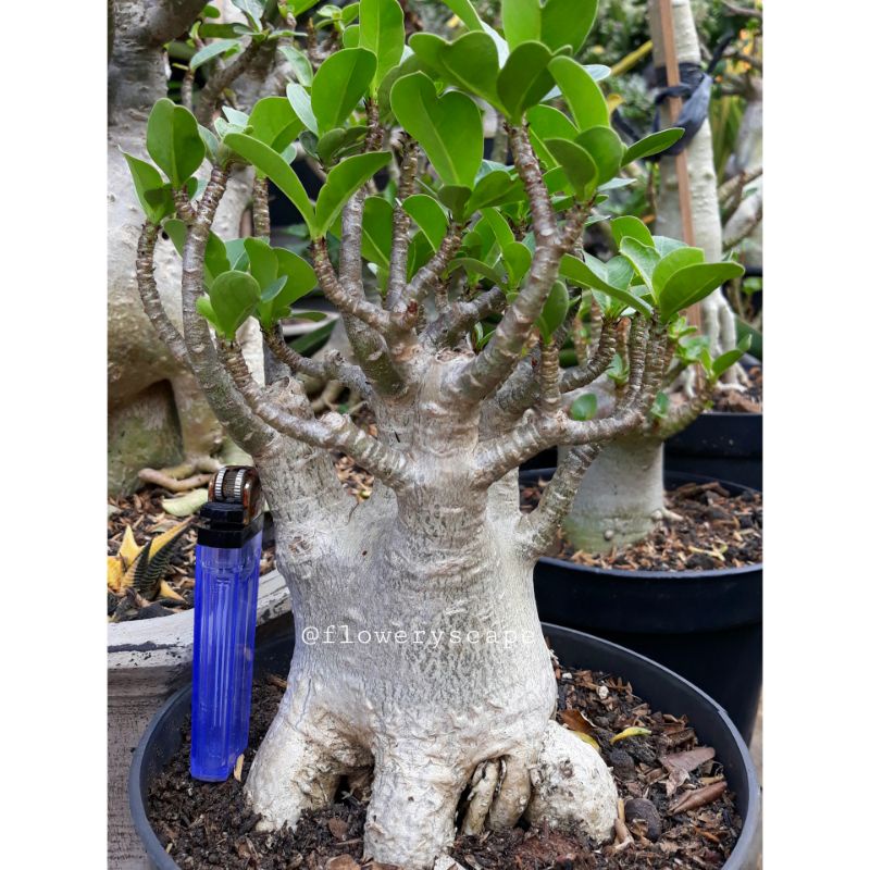 adenium thaisoco hybrid