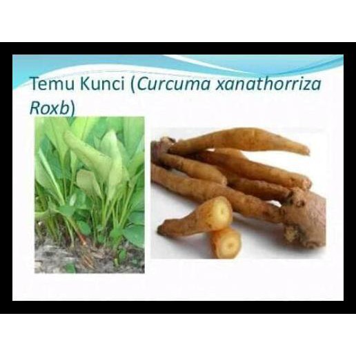 

Temu Kunci Segar