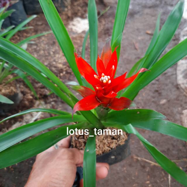 POHON BROMELIA GUZMANIA-tanaman bromelia guzmania