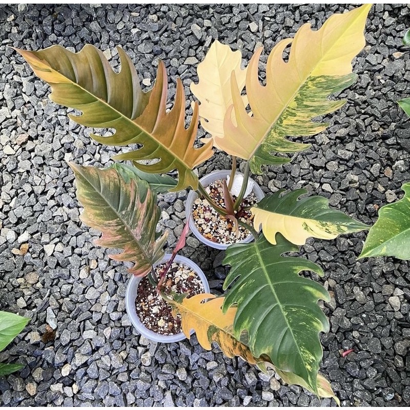 Promo BISA COD Philodendron caramel marble variegata / bibit bonggol philo caramel variegata