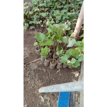 paket hemat 4 bibit anggur import