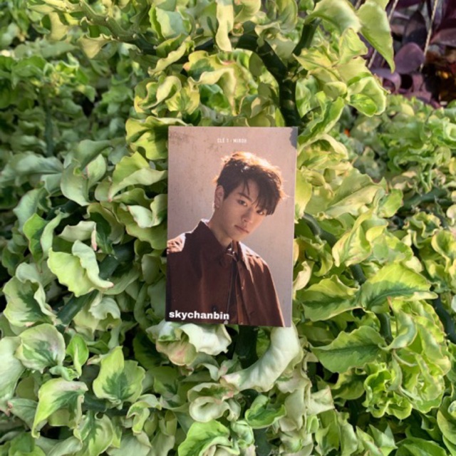 seungmin limited miroh photocard