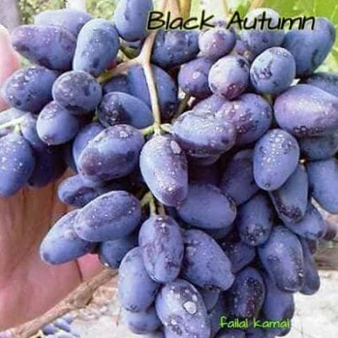 bibit tanaman anggur black autumn royal seedless #_#