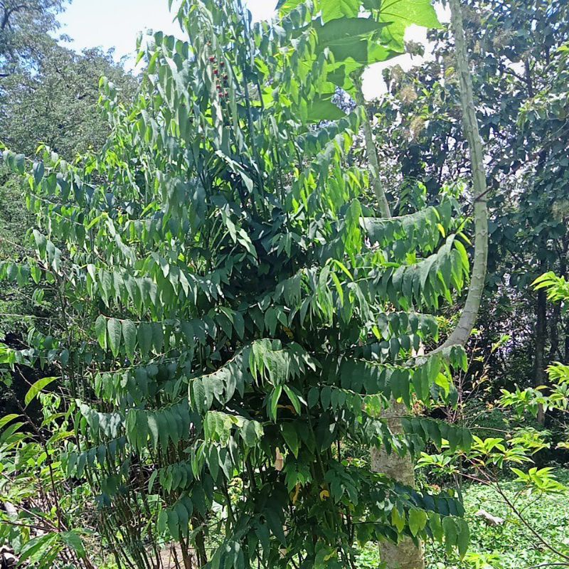 

DAUN KATUK PELANCAR ASI