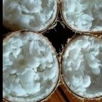 

kopyor Super Tebal Kelapa Asli Pati Ukuran XL