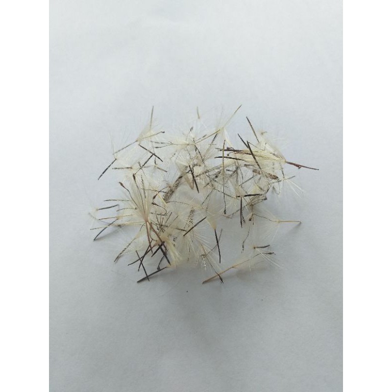 Bibit Pohon Yerba Porosa/Benih/Biji/Ecoprint