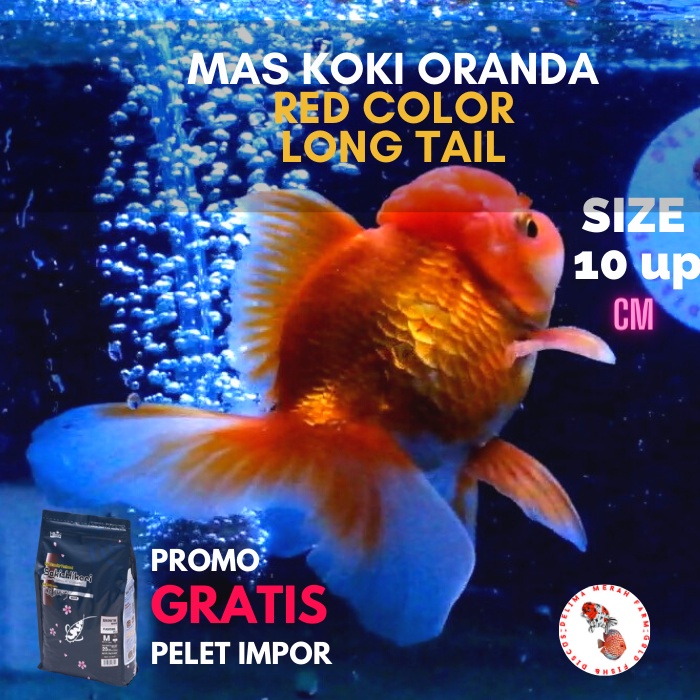 80 Susunan Filter Aquarium Mas Koki Gratis Terbaik