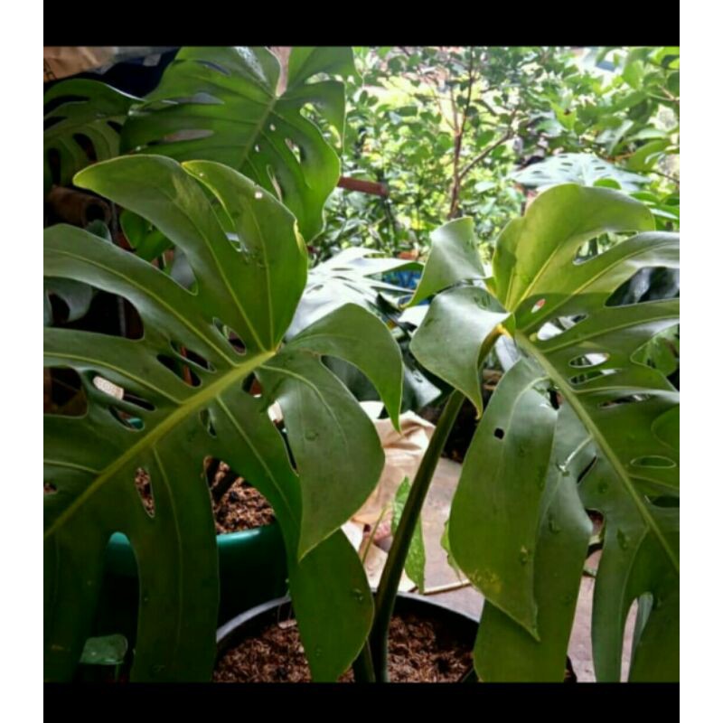 Bibit tanaman hias monstera king/ pohon montera