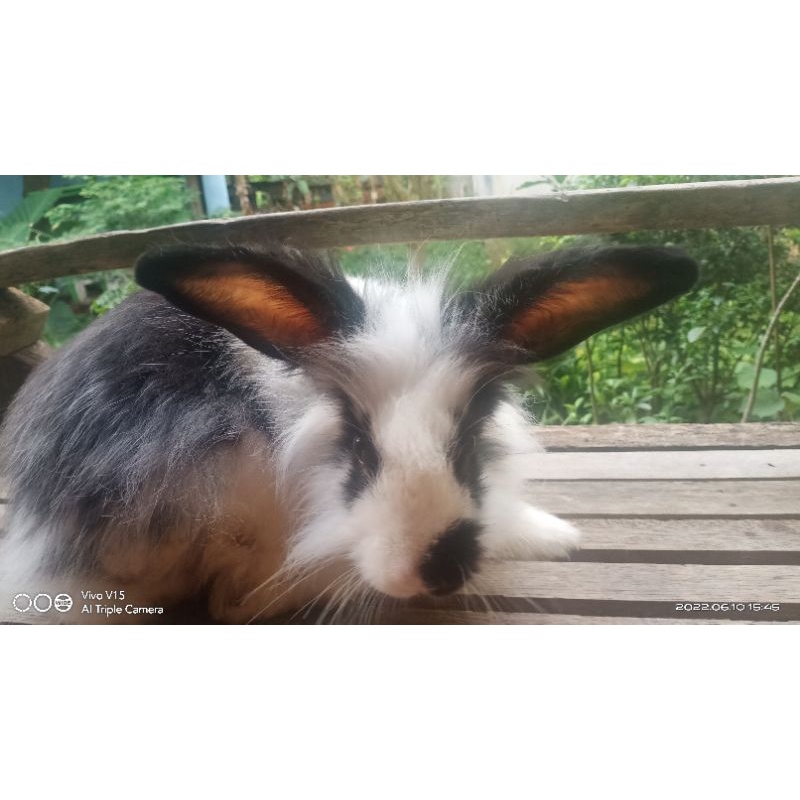 kelinci indukan lokal ( jantan )