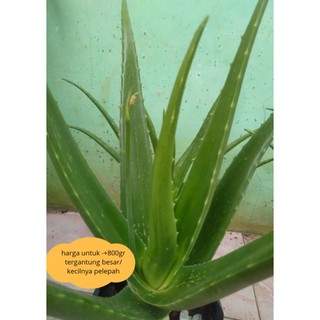 Pelepah Lidah Buaya Aloe Vera Alami Shopee Indonesia