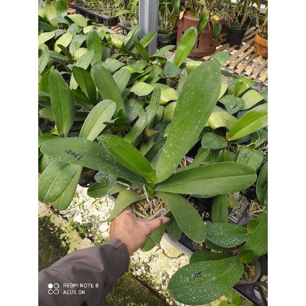 Anggrek Bulan Super Premium/Jumbo Spike