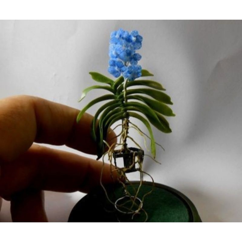 Anggrek Vanda ascocentrum blue