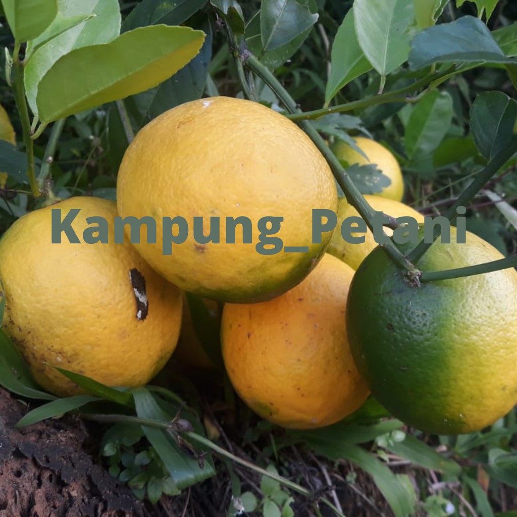 

Buah Jeruk Lemon California Matang Alami Berat 0.5 Kg dan 1Kg