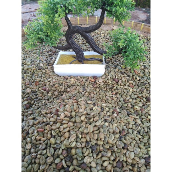 

KOPI LAMPUNG KOPI ARABIKA/ARBIKA GREENBEAN/KOPI BESAR 1KG GRADE A