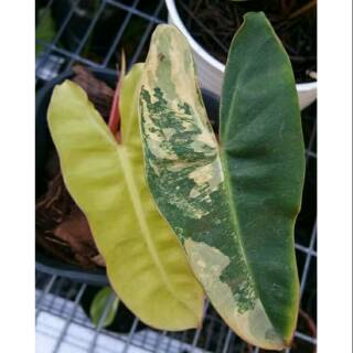 Jual Tanaman Hias Philodendron Paraisoverde Tanaman Hias Shopee Indonesia