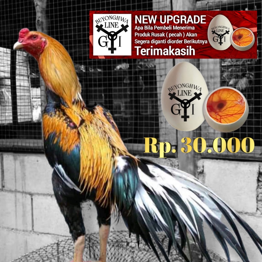 Ayam Ekor Lidi Ori telor fertil Tipe A16 SHANKS