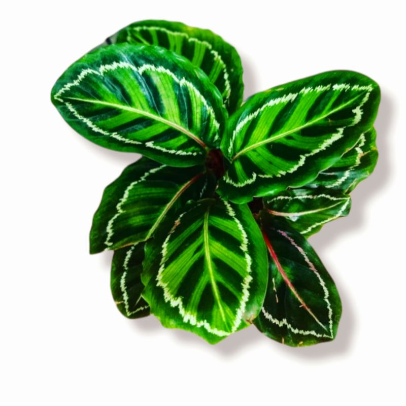 COD- Tanaman hias Calathea linden bibit import rawatan mulus no defect real pict/chalathea linden/ka