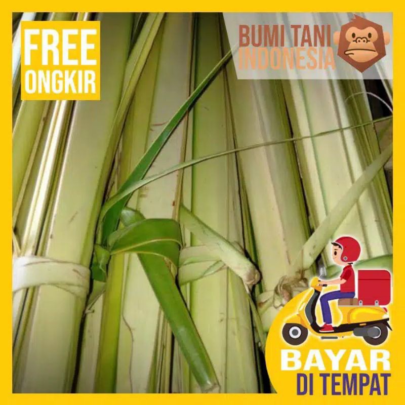 20 pc DAUN KELAPA MUDA/DAUN JANUR KELAPA MUDA