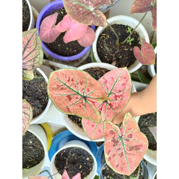caladium Wonderland dewasa