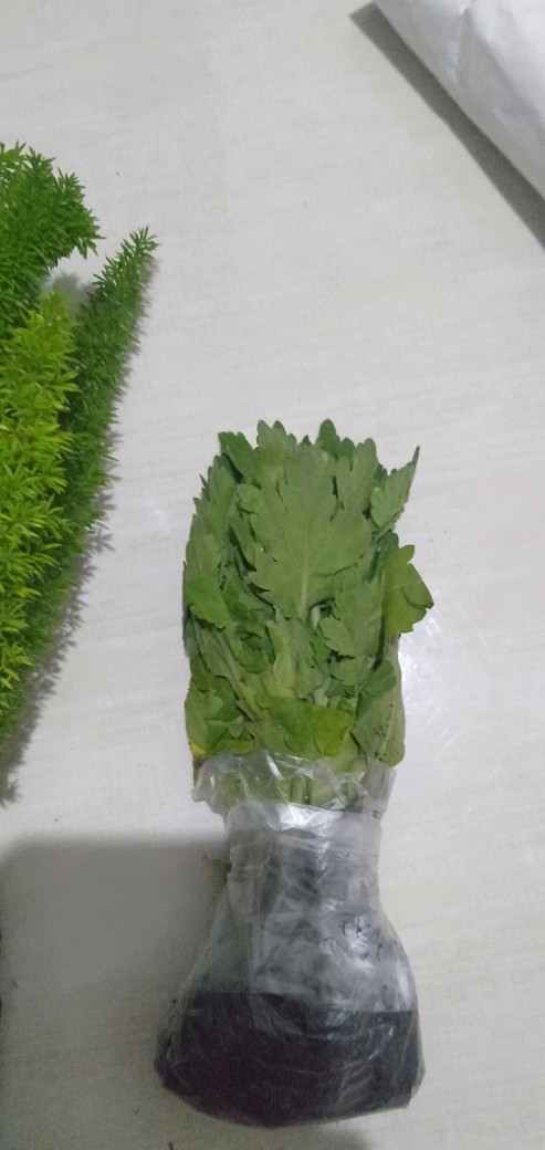 Tanaman Hias Asparagus Densiflorus Atau Ekor Tupai Murah