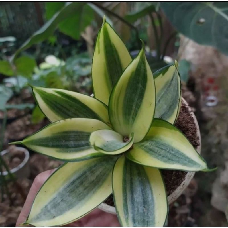 Tanaman Hias Sensivera Golden Hany/Tanaman Hias Golden/Pohon Sensivera Golden Hany