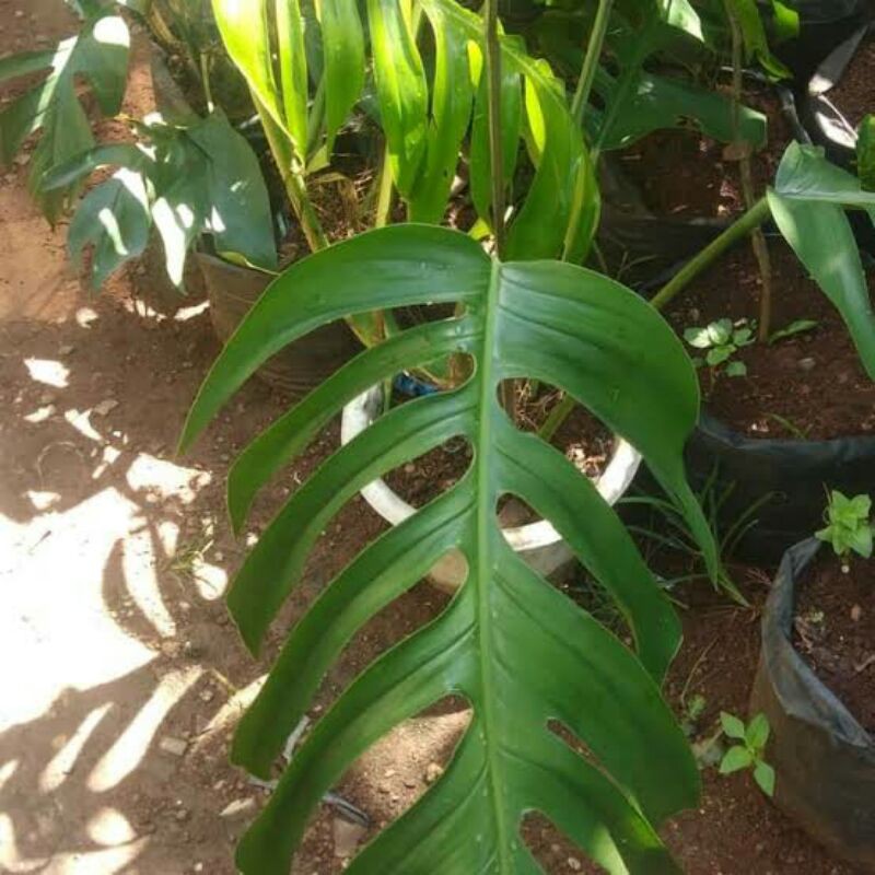 Monstera Ekor Naga Tanaman, Monstera Ekor Naga Yellow, Monstera Ekor Naga King