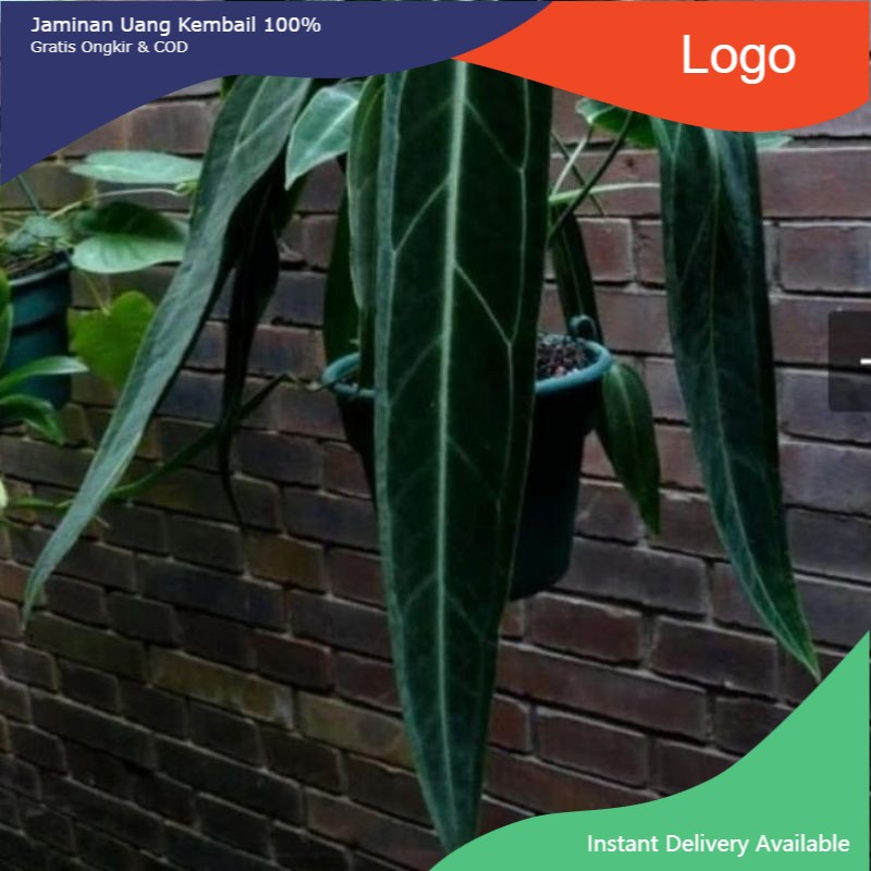 promo bibit Bonggol Anthurium lidah gajah - Anthurium warocqueanum