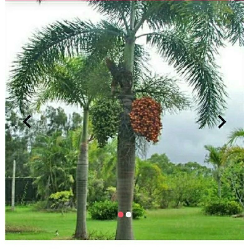 

Biji PALM HIJAU 100 Gram