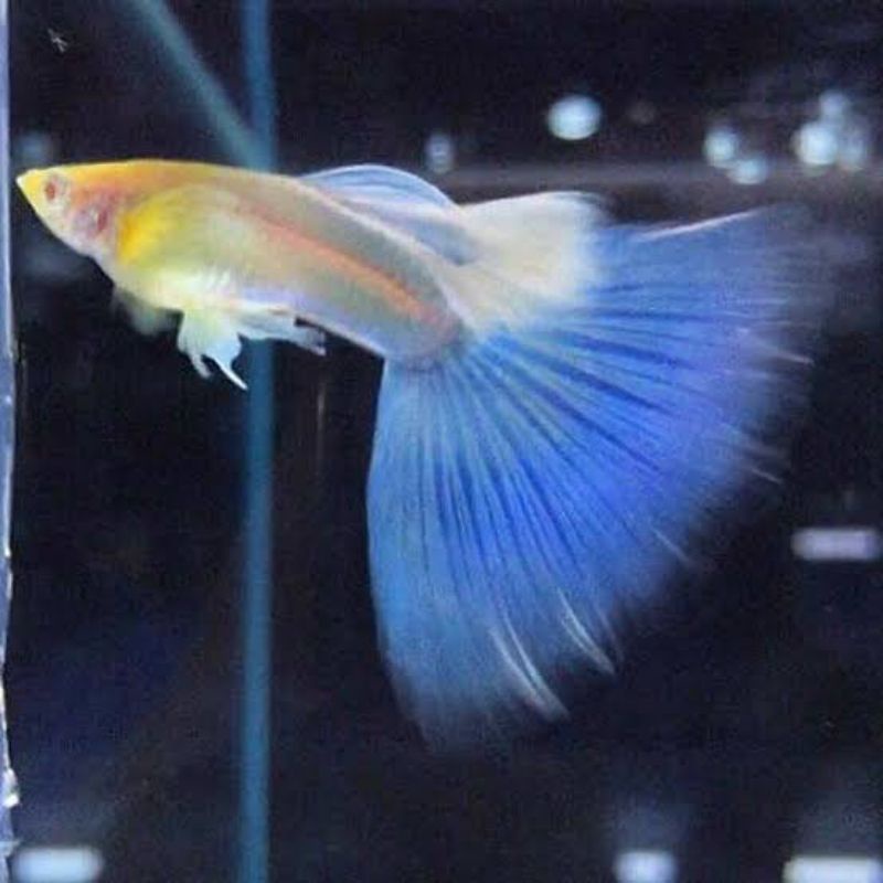 ikan guppy albino sky blue/sky red topaz