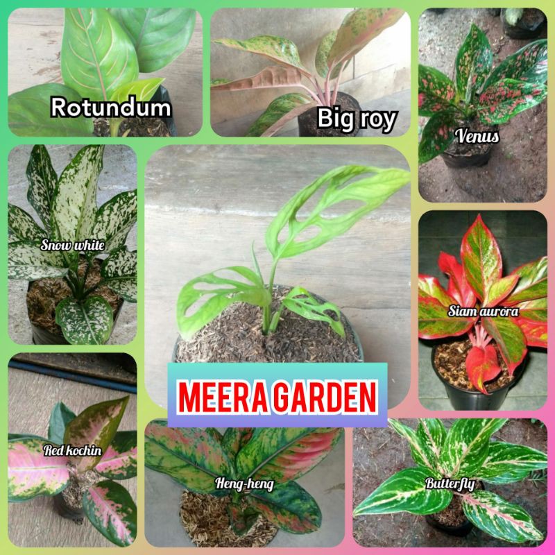 paket bibit bunga aglonema bonus anakan monstera janbol