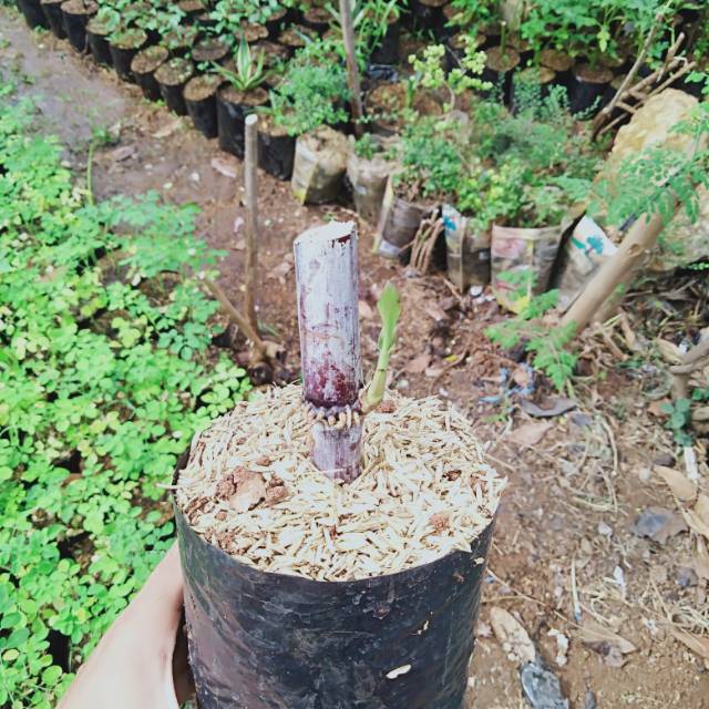 Tebu ireng