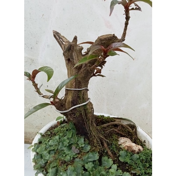 bahan bonsai LOA samurai berkarakter (kroak)