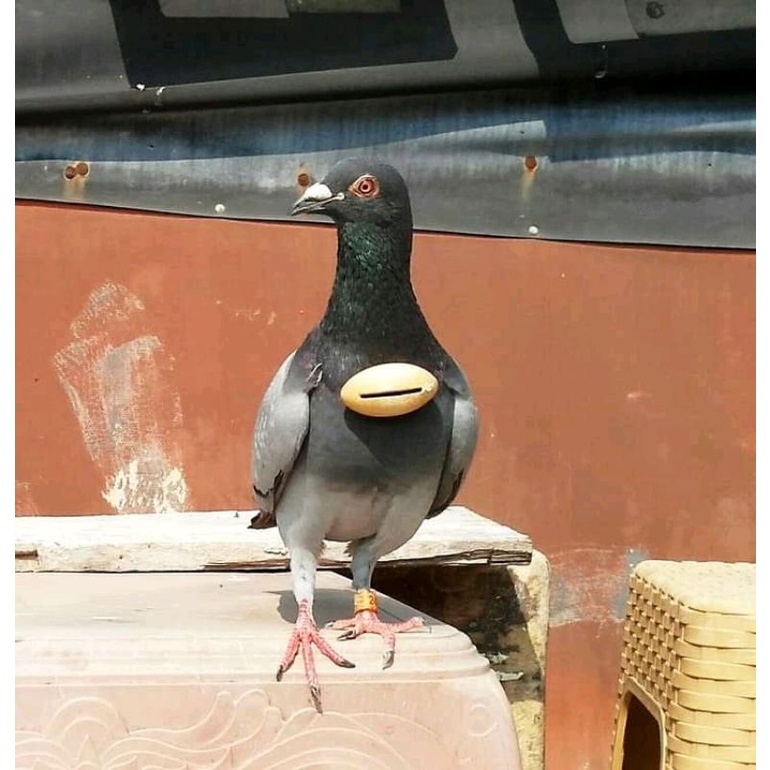 Sawangan Kalung Kayu Sengon Laut