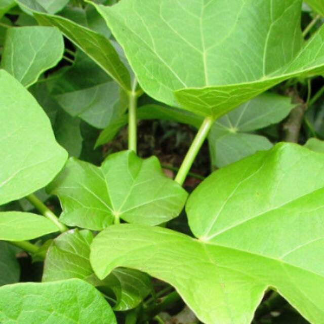 

Daun Jarak Herbal 200 GRAM (Non Pestisida&Kimia)