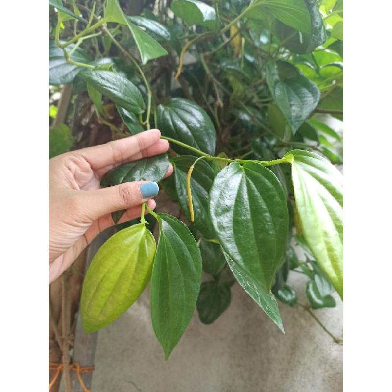 

daun sirih