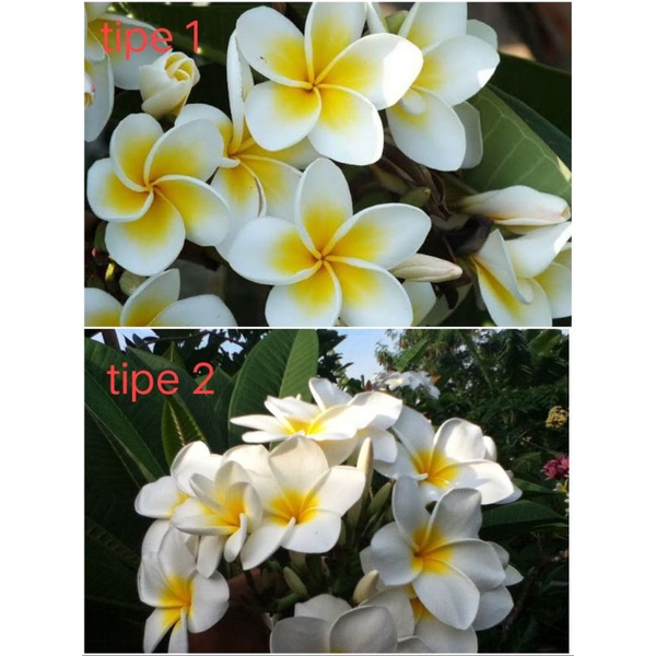 Jepun bali putih/jepun bali cendana / kamboja bali putih