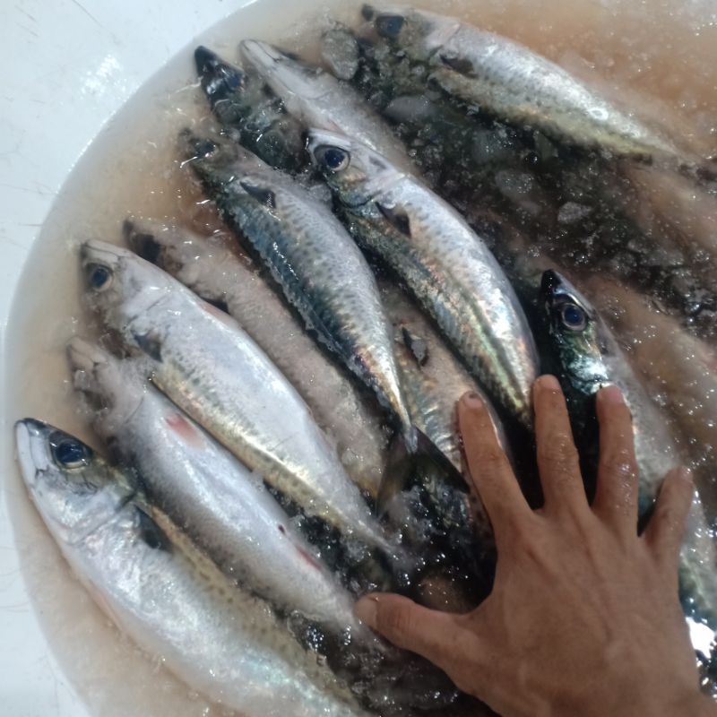 

Ikan Macarel Segar 1kg