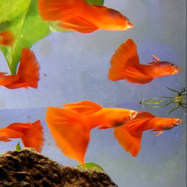 Jual Ikan Hias Guppy Albino Full Red Kab Bogor Happyguppybeta Tokopedia