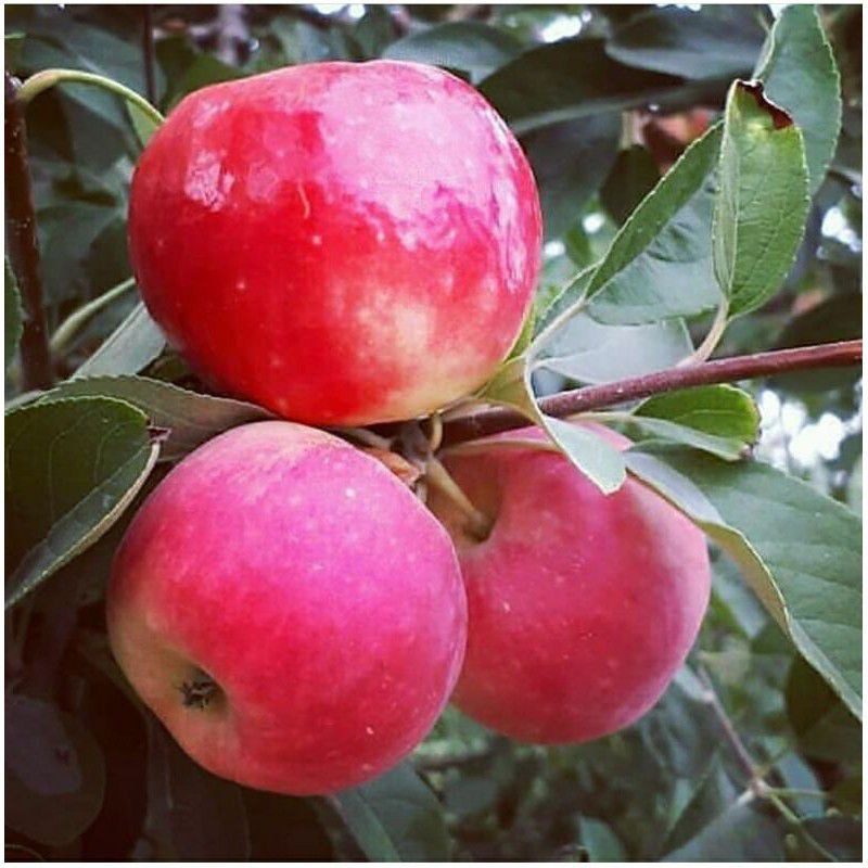 Bibit Tanaman Buah Apel Merah-Bibit Hasil Okulasi-Apel Merah-Bibit Apel Merah