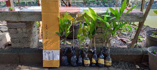 Klengkeng Merah Murah Mriyah Okulasi