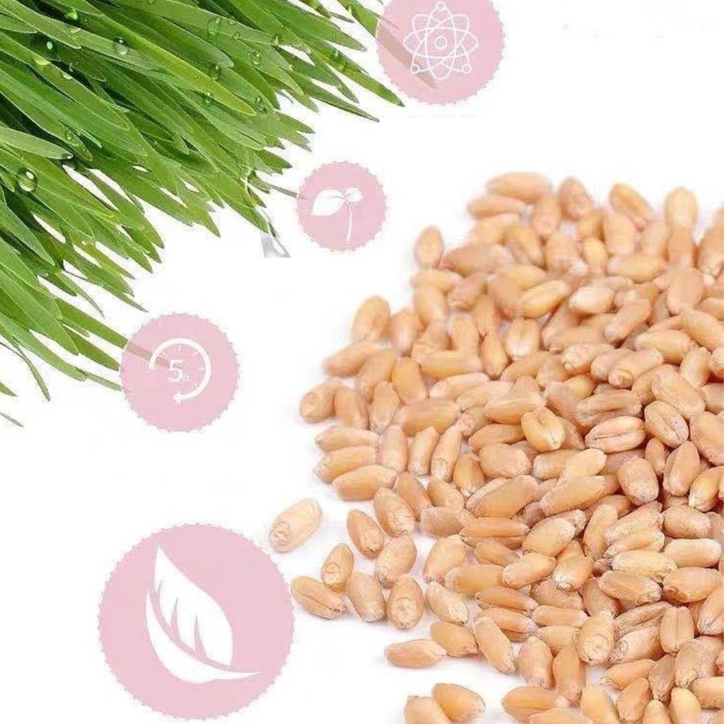 PAKET RUMPUT KUCING BENIH WHEATGRASS BIBIT CAT GRASS BIJI RUMPUT GANDUM UNTUK KUCING POT MEDIA TANAM FEZONE