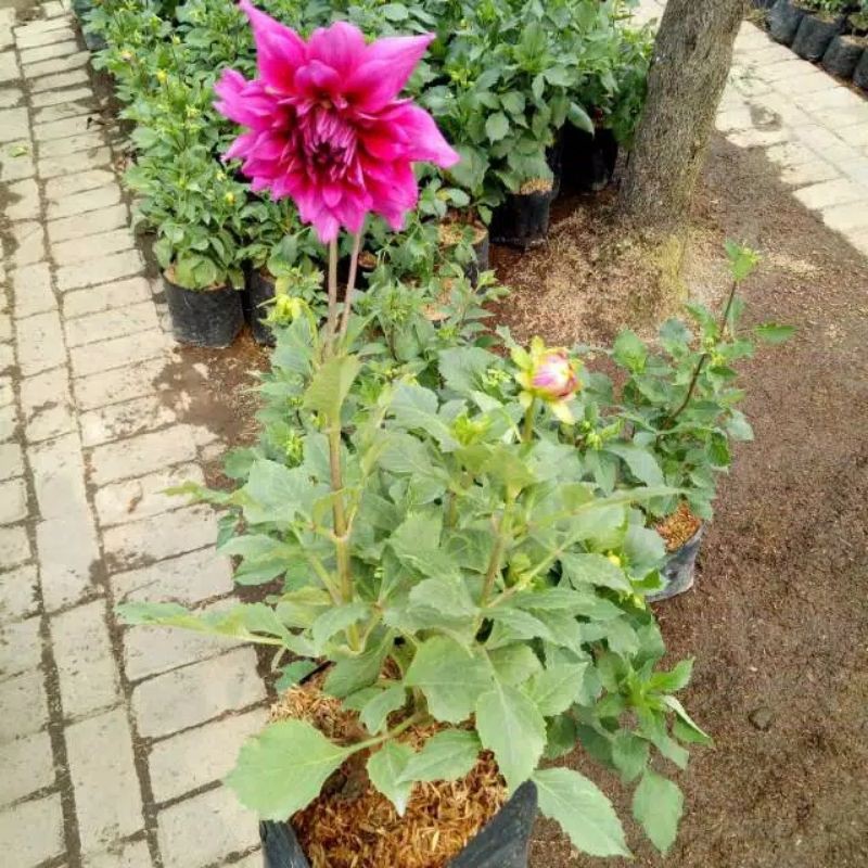 Tanaman Hias Bunga Dahlia