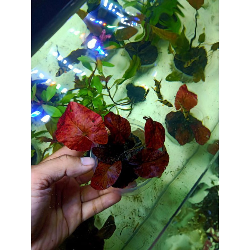 Tiger Lotus / Nymphaea Zenkeri