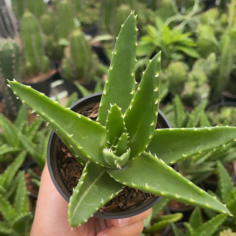 Sukulen Aloe Nobilis